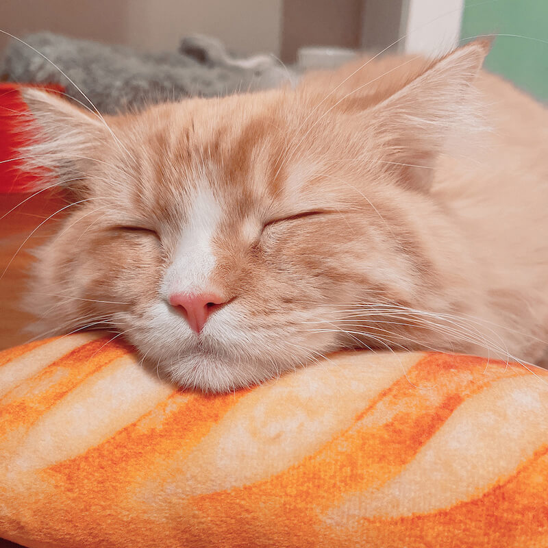 フランスパンの上に顎を乗せて眠る猫の横顔 by ねこにすと（NEKO-NIST）