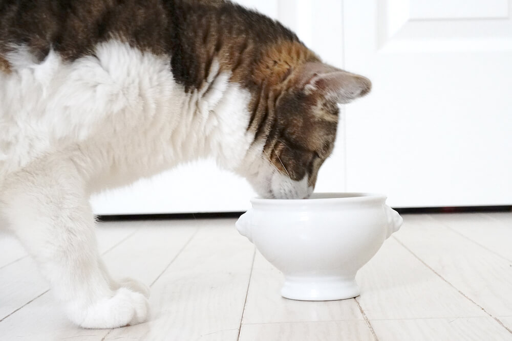 フードロスを削減する魚の水煮缶詰「NEKOKAN（ねこかん）」を塩抜きして食べる猫のイメージ