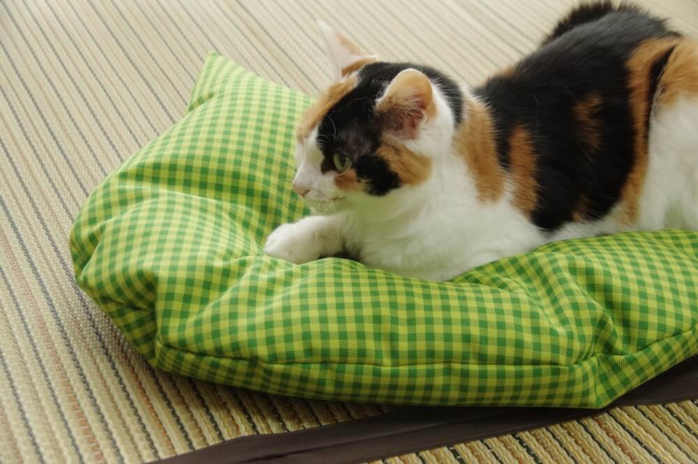 猫用の羽毛座布団「猫のしあわせ座布団」でくつろぐ猫のイメージ by Jumou