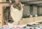 秋葉原のヨドバシ1階に猫カフェMOFFがオープン！横浜には屋内型アニマルテーマパークも