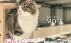 半個室で猫とイチャイチャできるニャ Moff Animal Cafe イオンモール成田にオープン Cat Press キャットプレス