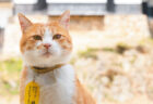 観光客にも愛される備中松山城の猫城主さんじゅーろー、地元企業との可愛いコラボグッズを発売