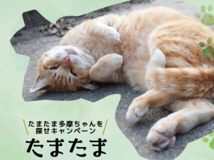自然スポットに隠れた猫のステッカーを探そう！川崎市多摩区がSNSキャンペーンを開始