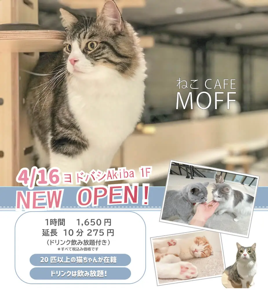 秋葉原のヨドバシ1階に猫カフェmoffがオープン 横浜には屋内型アニマルテーマパークも Cat Press