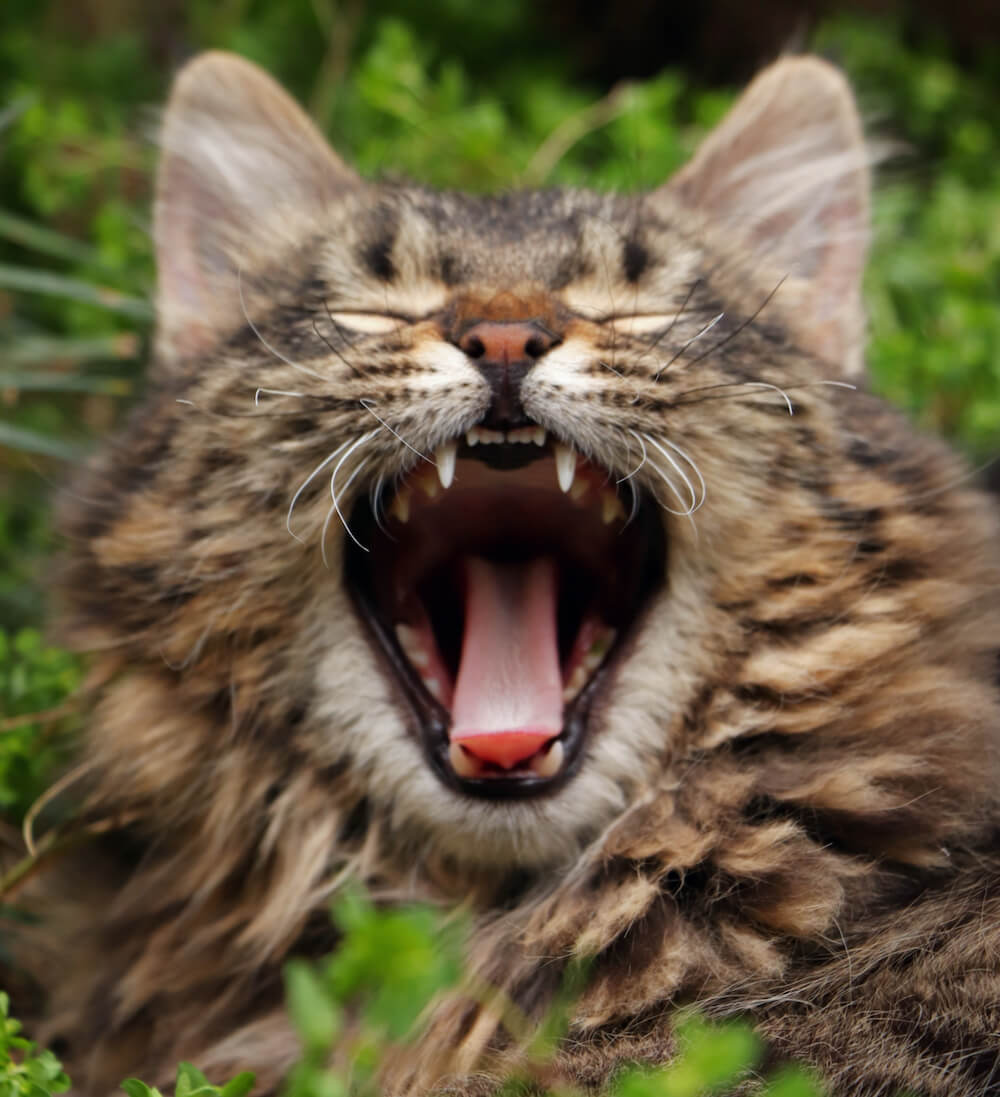お大きなあくびをする猫のイメージ写真
