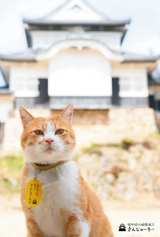 備中松山城ねこ城主ぬいぐるみ さんじゅーろー　先行発売品 備中松山城 猫城主 さんじゅーろー ぬいぐるみ | 【公式】岡山県
