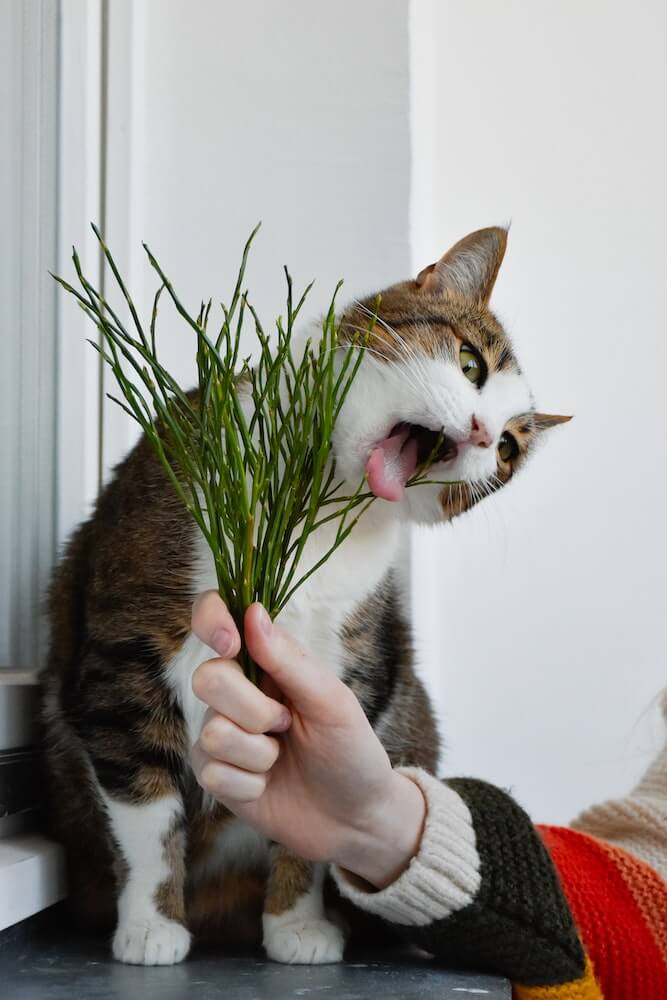 植物を食べようとする飼い猫のイメージ写真