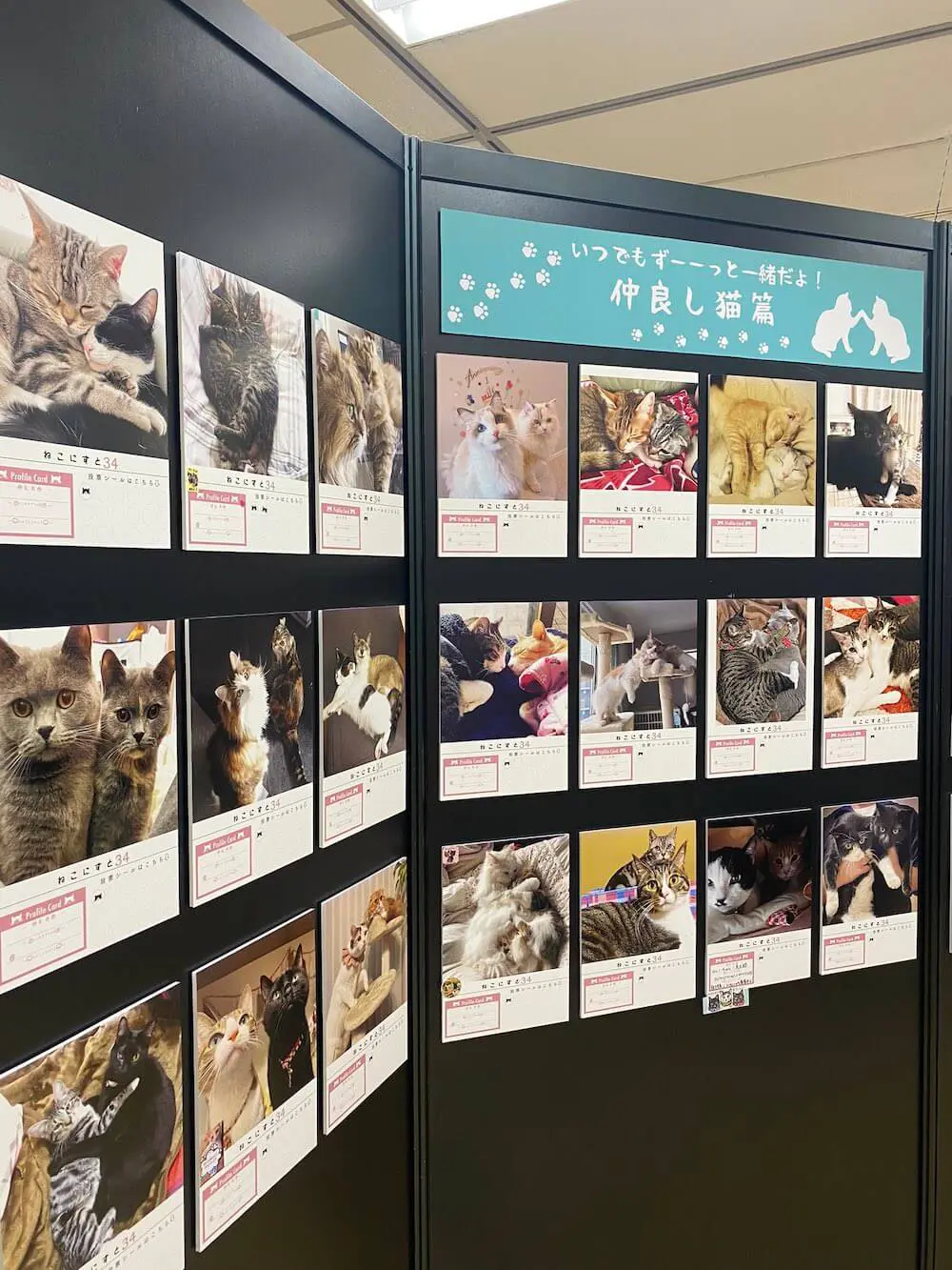 愛猫のオリジナル時計も作れるニャ 850枚のねこ写真を展示する ねこにすと 横浜で開催中 Cat Press