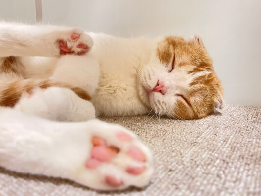 足の裏の肉球を見せながら眠る猫 by ねこCAFE MOFF