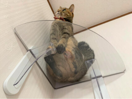 猫の肉球がまる見え＆空きスペースを有効活用！部屋の隅っこ専用の透明キャットステップが登場