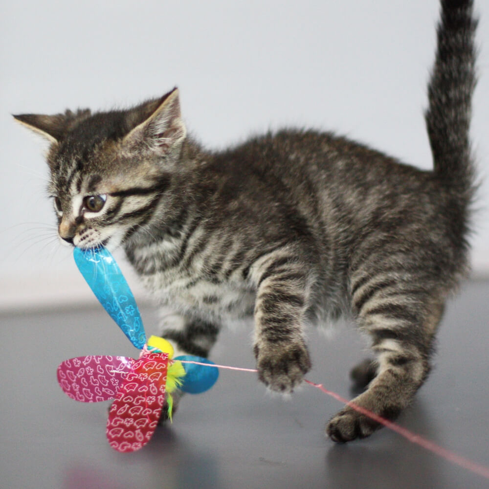 猫用のおもちゃ「猫じゃらし」で遊ぶ猫のイメージ写真