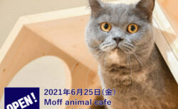 猫と半個室でまったり！本格的なドリンクも楽しめる「Moff animal cafe」倉敷にオープン