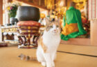 お寺で暮らす猫たちと住職さんの日常に癒やされる「てらねこ写真展」大宮で開催＆猫グッズも