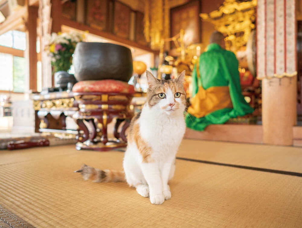 長楽寺(ちょうらくじ)の本堂に佇む三毛猫のミー子母さん