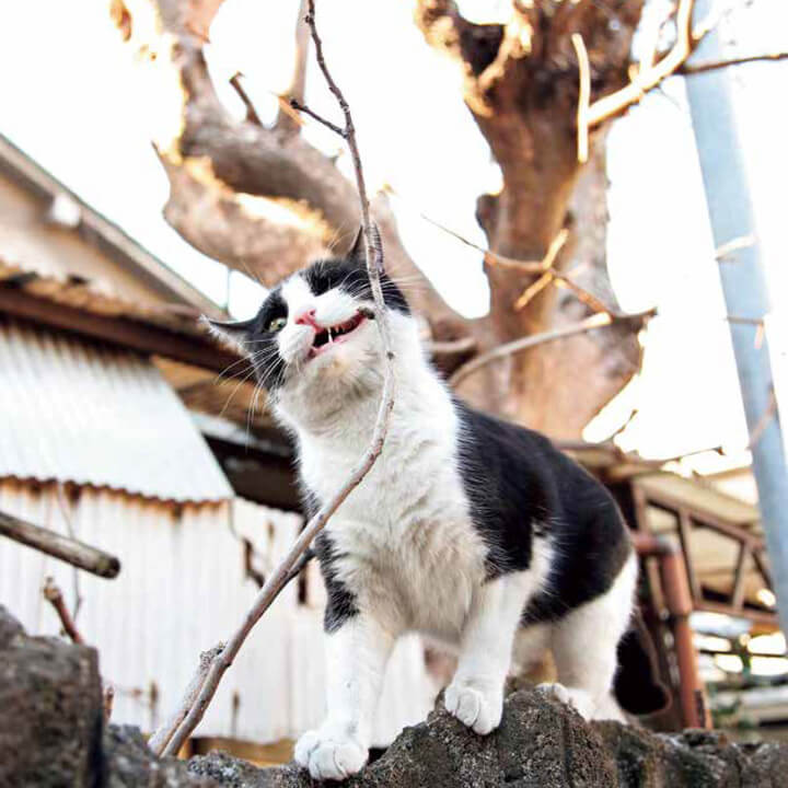 木の枝に顔をこすりつけながらイキる白黒猫の写真 by イキってるネコ