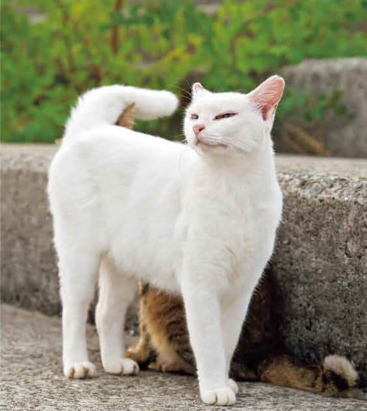上から目線でイキる白猫の写真 by イキってるネコ