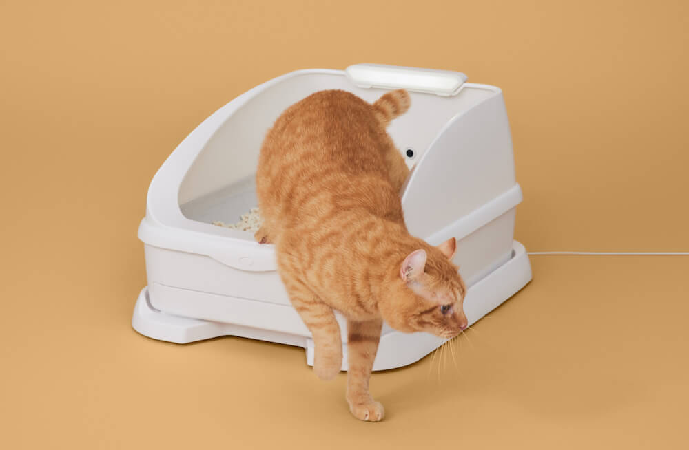 リニューアルした猫トイレ「Toletta(トレッタ」を実際に使用する猫のイメージ