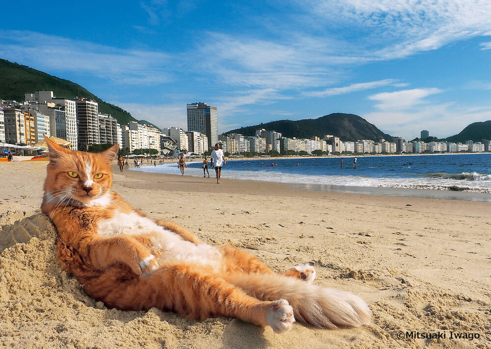ブラジル・リオデジャネイロの人気猫「シキンニョ」 by 写真展 岩合光昭の世界ネコ歩き2