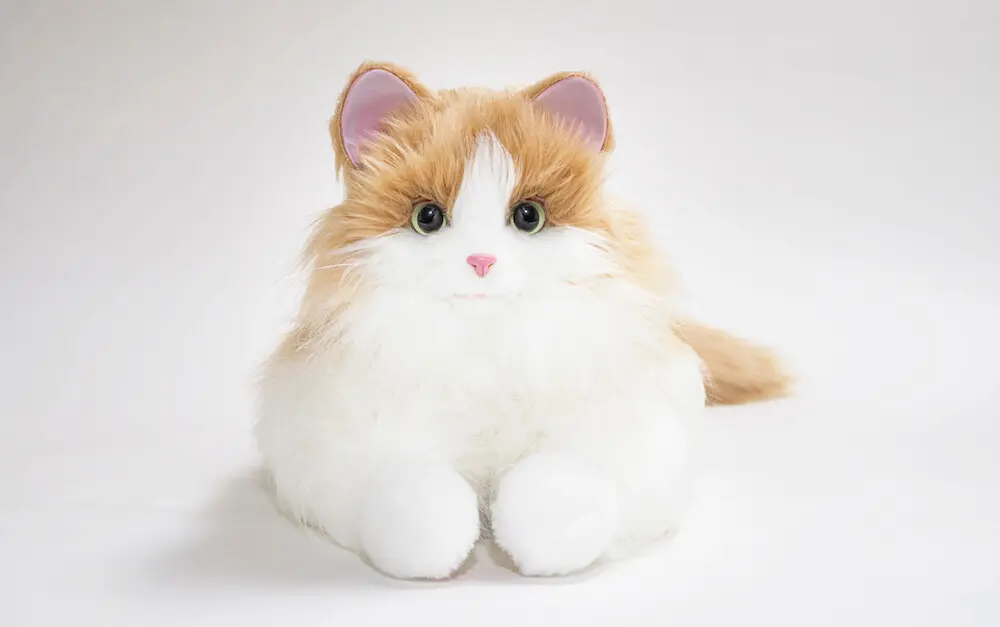 Kamo ホワイトファー 猫 ノルウェージャンフォレストキャット【香川県・男の子・2025年3月9日