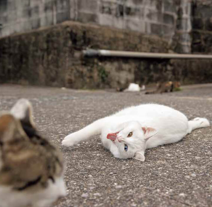 寝転がりながらイキる白猫の写真 by イキってるネコ