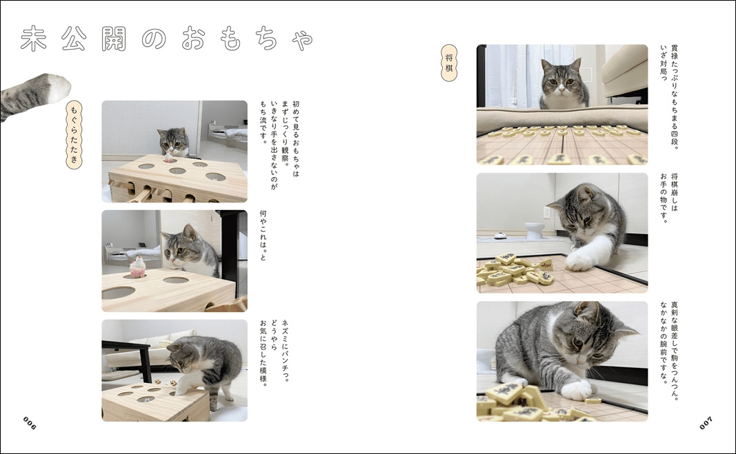 YouTubeの登録者数が100万人を突破！人気猫のもちまる（もち様）の1st写真集が登場 | Cat Press（キャットプレス）