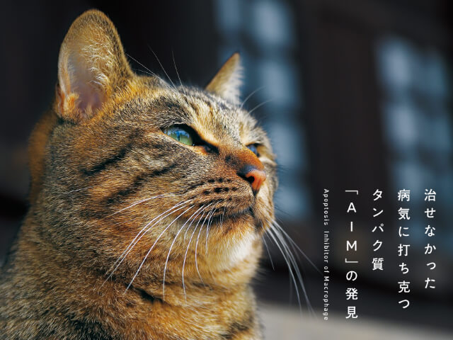 ネコの寿命を伸ばす治療法を開発 その道のりを研究者がつづった書籍 猫が30歳まで生きる日 Cat Press