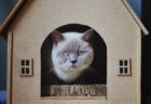 賞金総額は50万円！建築カフェが「猫の棲家」をテーマにした模型コンテストを開催中