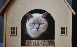 人間の年齢で100歳に相当する美魔女猫の あなご が逝去 18日までお別れの場を提供中 Cat Press キャットプレス