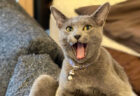 1800枚のネコ写真を一挙公開！猫グッズも集まるイベント「ねこにすと」渋谷マルイで開催中