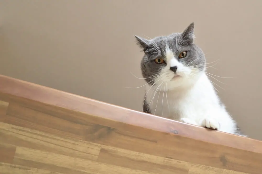 猫が穴からひょっこり顔を出す♪ ディノスから猫との暮らしが楽しく