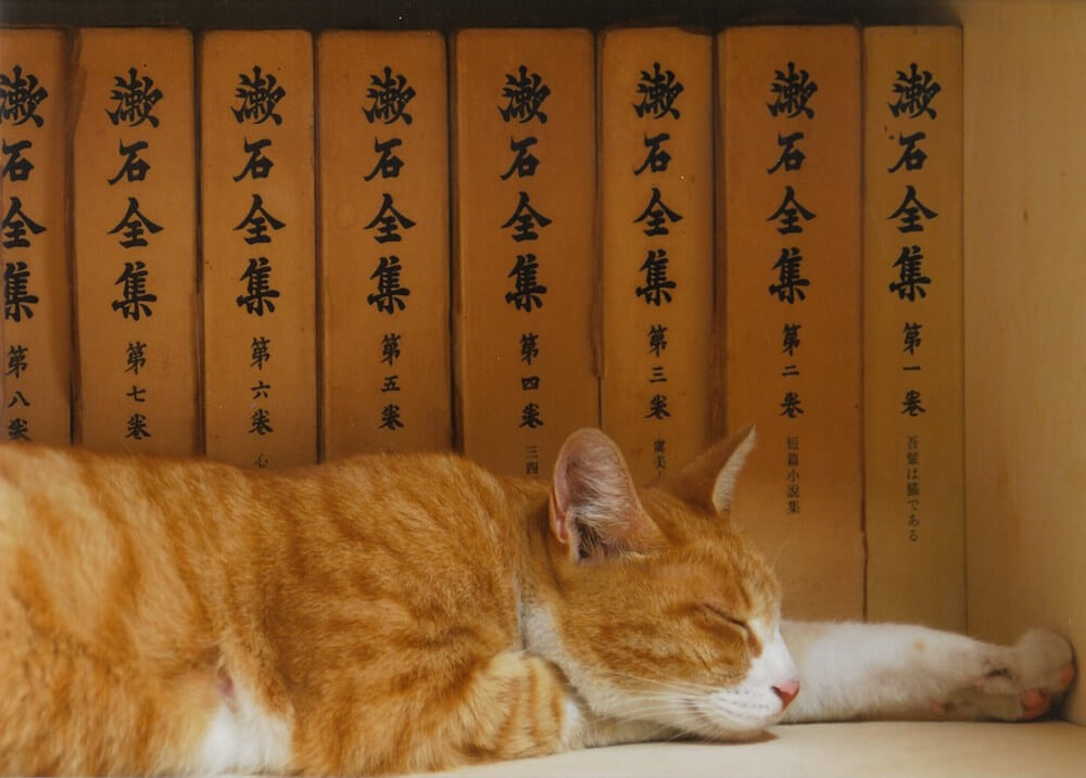 夏目漱石全集の前で寝る猫の写真