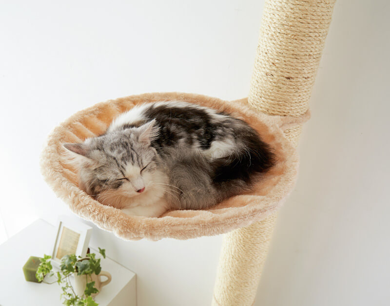 おうちで木登りタワーのハンモックで気持ちよさそうに眠る猫