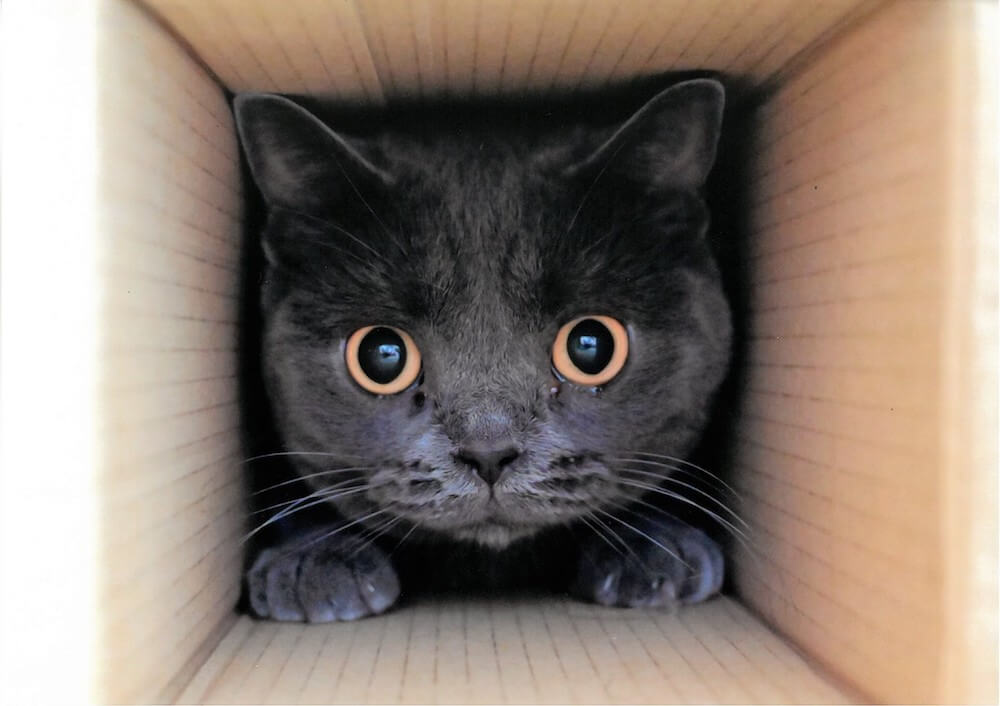 箱の中に入って目を丸くしている猫の写真
