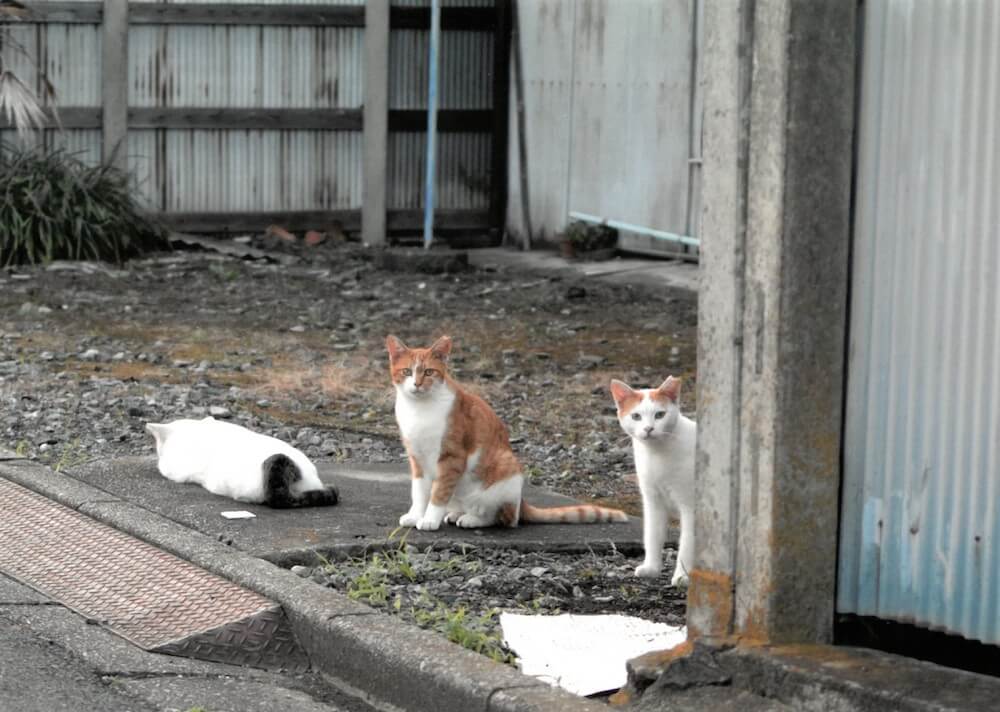 遠目から人間を見つめている猫の一団