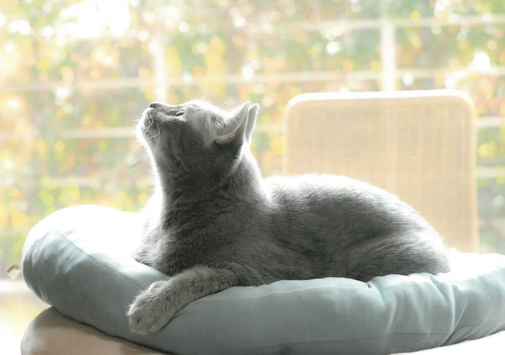 窓際でクッションの上に座りながら上を見つめる猫の写真