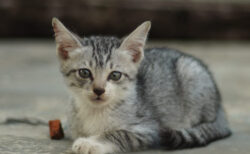 かご猫 のせ猫として人気を博した シロ の死去から約半年 総集編となる写真集が登場 Cat Press キャットプレス