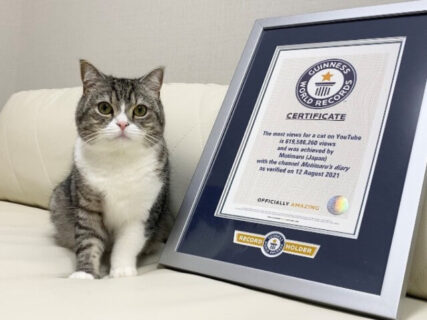 日本の猫が再びギネス世界記録に認定！動画の再生数ニャンと6億回超えの人気ネコ「もちまる」