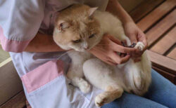 猫のお世話も疑似体験できる！動物カフェ「アニミル」で飼育体験イベントが期間限定で開催