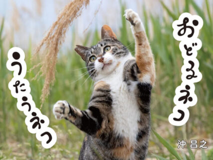 ネスミスが絶賛のネコザイルも収録、沖昌之さんの新作写真集​​『おどるネコうたうネコ』