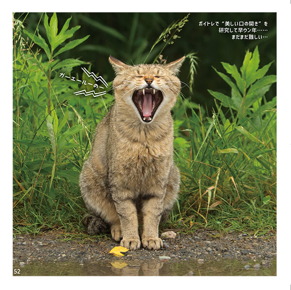 ボイストレーニングをしているかのように大きな口を開ける猫 by 沖昌之