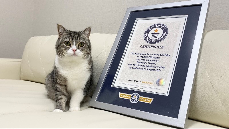 YouTubeで最も視聴された猫としてギネス世界記録に認定された人気猫「もちまる」と表彰の盾