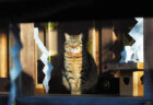神社の本殿で日向ぼっこする猫が神々しい…「岩合光昭 福ねこカレンダー」2022年版が登場
