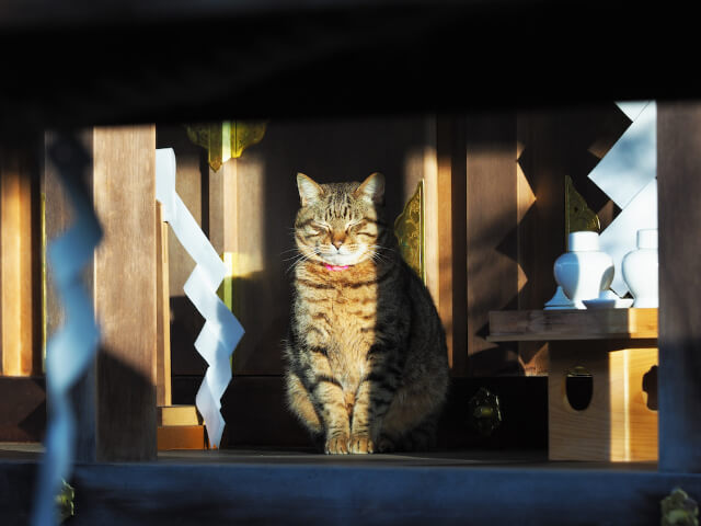 神社の本殿で日向ぼっこする猫が神々しい 岩合光昭福ねこカレンダー 22年版が登場 ガジェット通信 Getnews