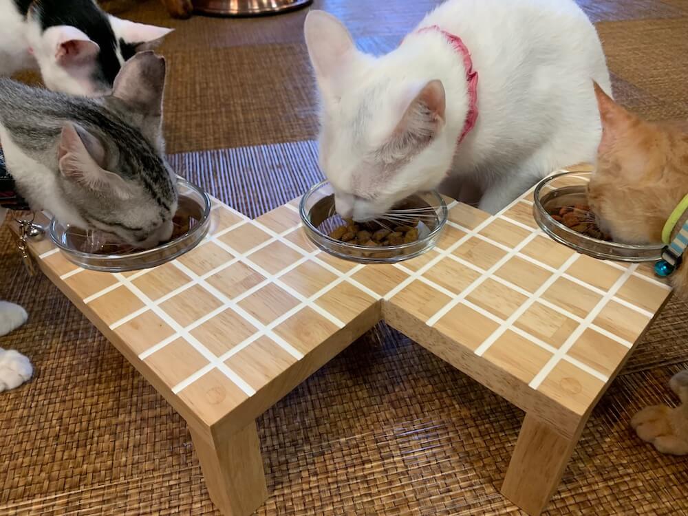 階段型のエサ入れでご飯を食べる猫たち