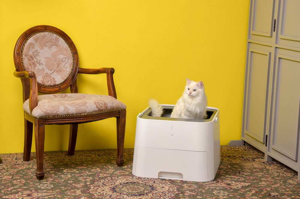 自動猫トイレ『Pluto Square』(プルートスクエア)を使って用を足す猫