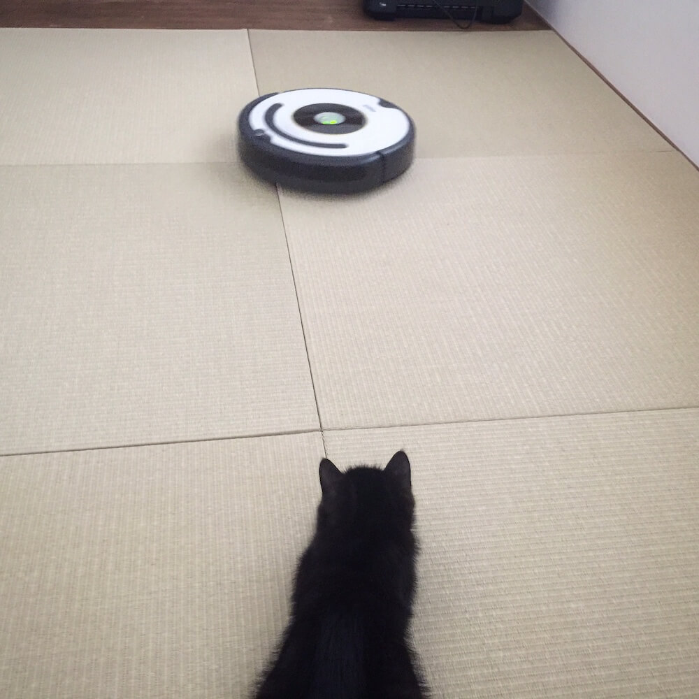 ロボット掃除機を見つめる猫のイメージ写真