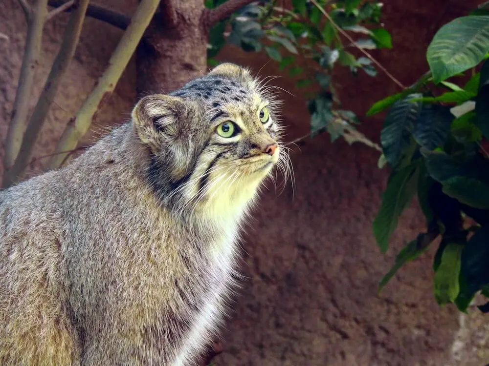 巨大猫メインクーン☆・・・・・とは言いますが。 | うちの魔王