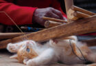 ペルー・タキーレ島の猫 by 岩合光昭写真展「こねこ」