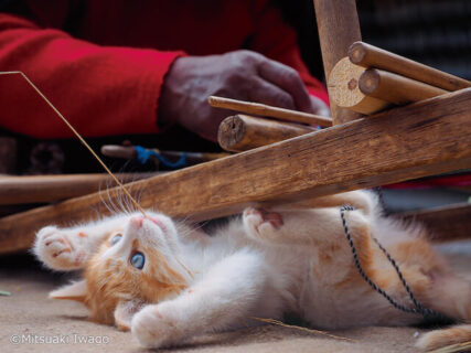 ペルー・タキーレ島の猫 by 岩合光昭写真展「こねこ」