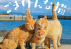 のどかな自然には猫が似合う♪ 島で暮らすネコたちの写真集『日本の島のごきげんな猫』